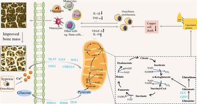 Cuproptosis-a potential target for the treatment of osteoporosis